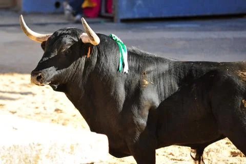 Bull in spain Stock Photos