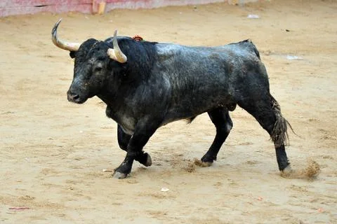 Bull in spain Stock Photos