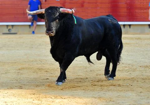 Bull in spain Stock Photos