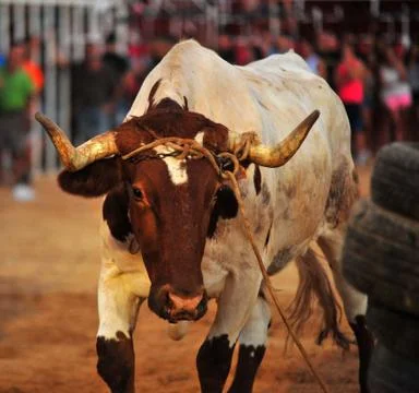Bull in spain Stock Photos