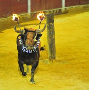 Bull in spain Stock Photos