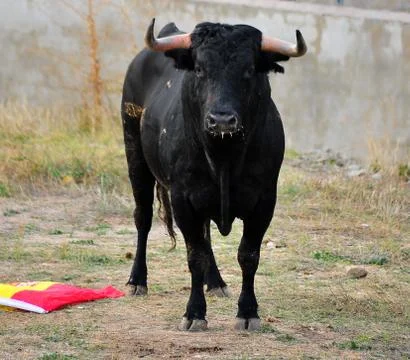 Bull in spain Stock Photos