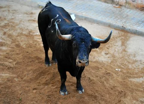 Bull in spain Stock Photos