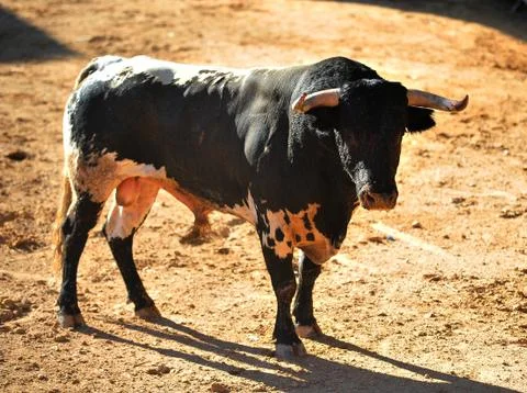 Bull in spain Stock Photos