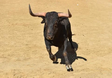 Bull in spain Stock Photos