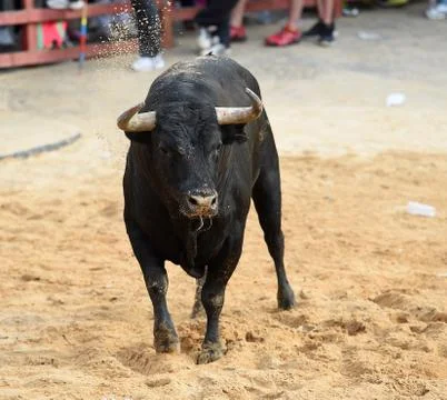 Bull in spain Stock Photos
