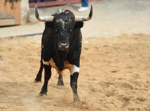 Bull in spain Stock Photos