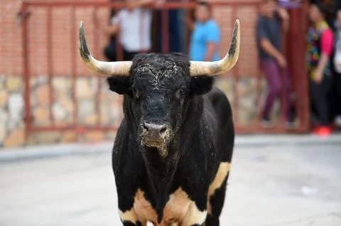 Bull in spain Stock Photos