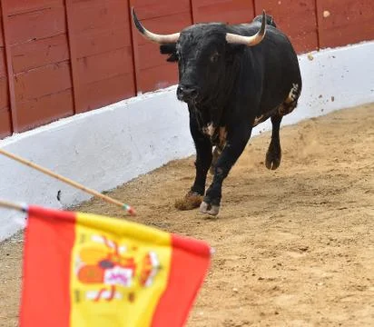 Bull in spain Stock Photos