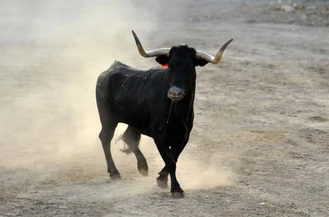 Bull in spain Stock Photos
