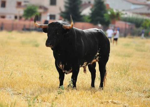 Bull in spain Stock-Fotos
