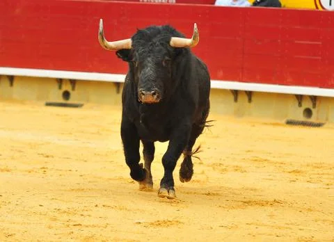 Bull in spain Stock Photos