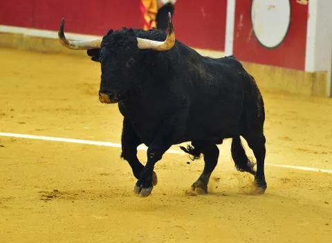 Bull in spain Stock Photos
