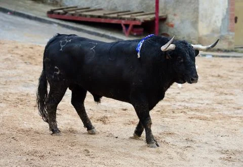 Bull in spain Stock Photos