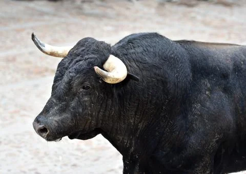 Bull in spain Stock Photos