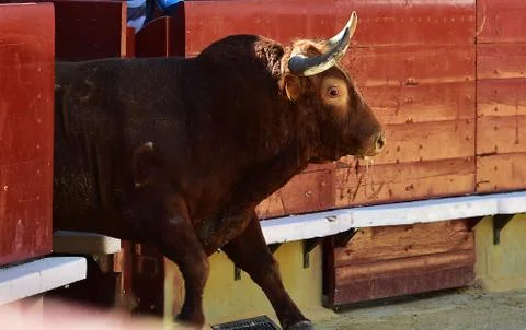 Bull in spain Stock Photos