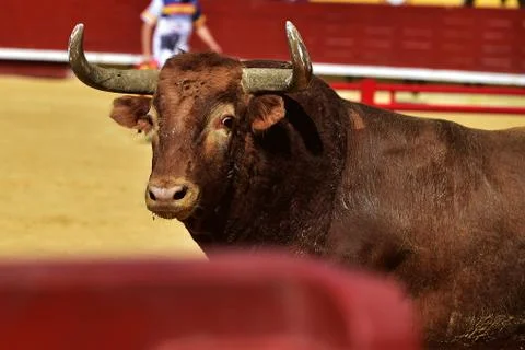 Bull in spain Stock Photos