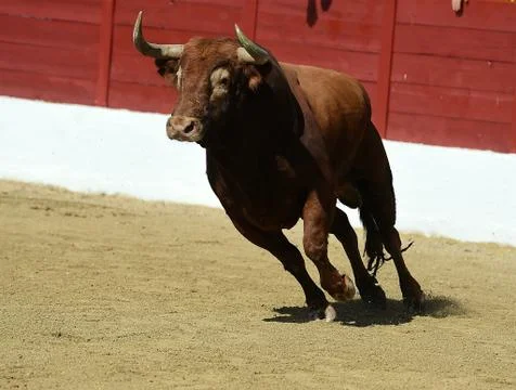 Bull in spain Stock Photos