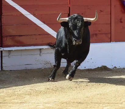 Bull in spain Stock Photos