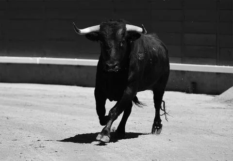 Bull in spain Stock Photos