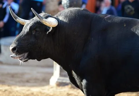 Bull on spain Stock Photos