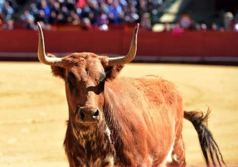 Bull in spain Stock Photos