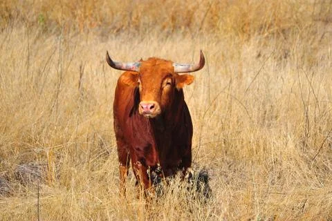 Bull in spain Stock Photos