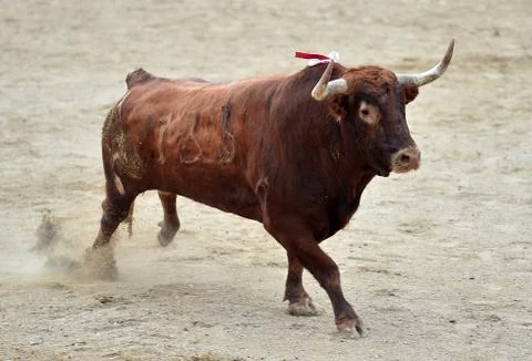 Bull in spain Stock Photos