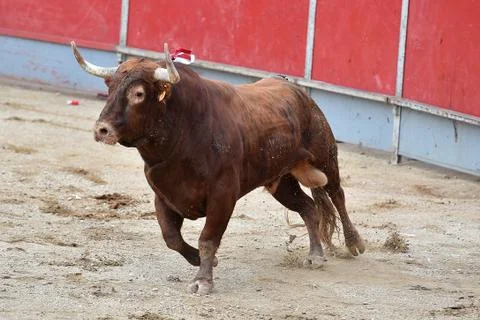 Bull in spain Stock Photos