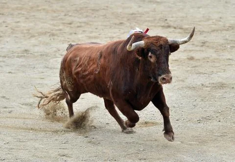 Bull in spain Stock Photos