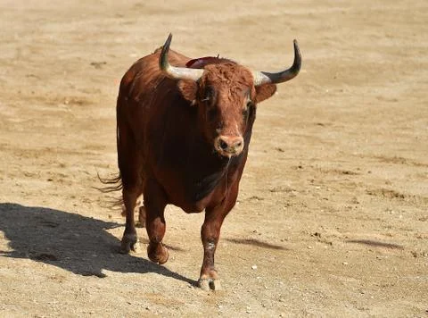 Bull in spain Stock Photos