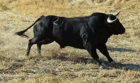 Bull in spain Stock Photos