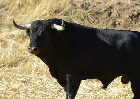Bull in spain Stock Photos