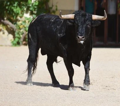 Bull in spain Stock Photos