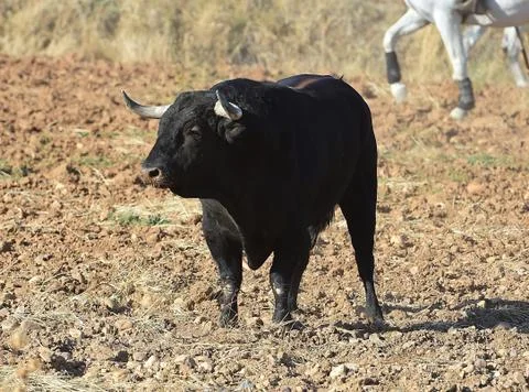 Bull in spain Stock Photos