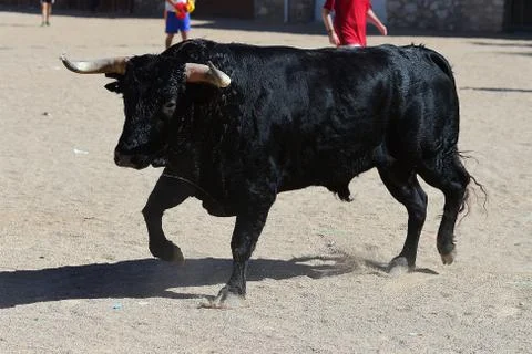 Bull in spain Stock Photos