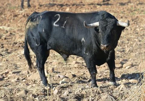 Bull in spain Stock Photos