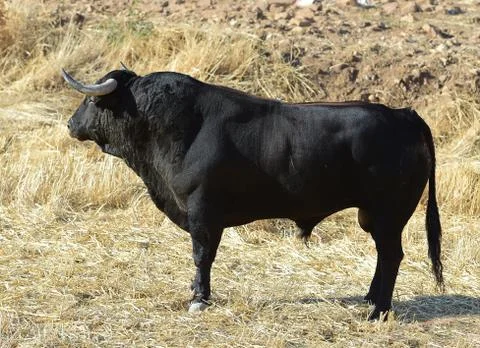 Bull in spain Stock Photos