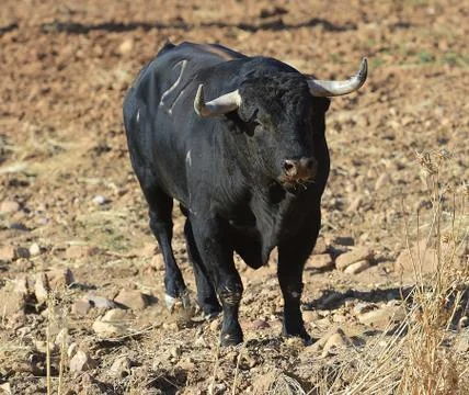 Bull in spain Stock Photos