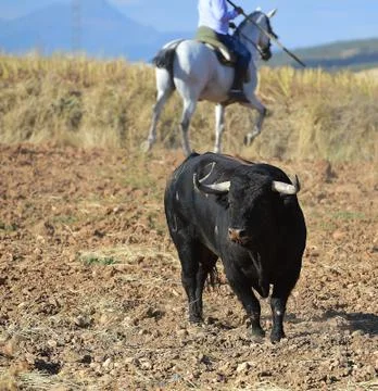 Bull in spain Stock Photos
