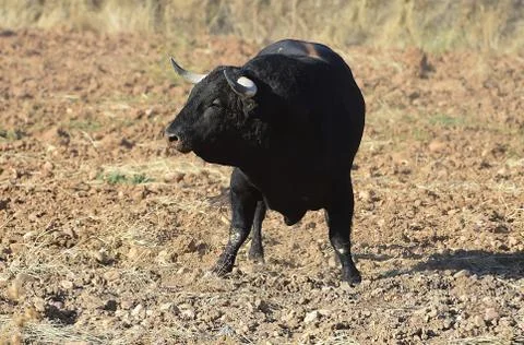 Bull in spain Stock Photos