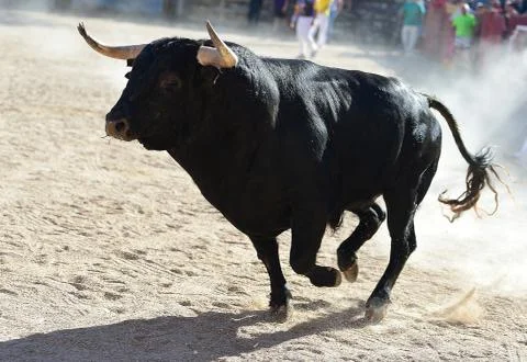 Bull in spain Stock Photos