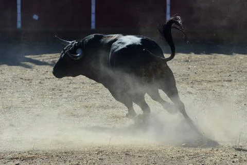 Bull on spain Stock Photos