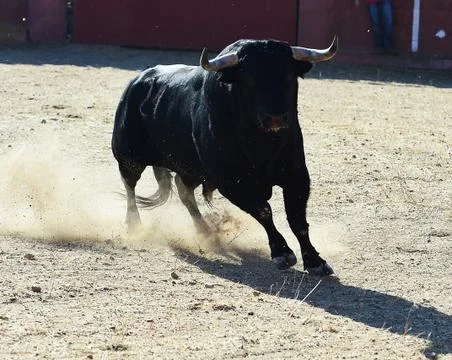 Bull in spain Stock Photos