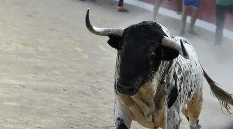 Bull on spain Stock Photos