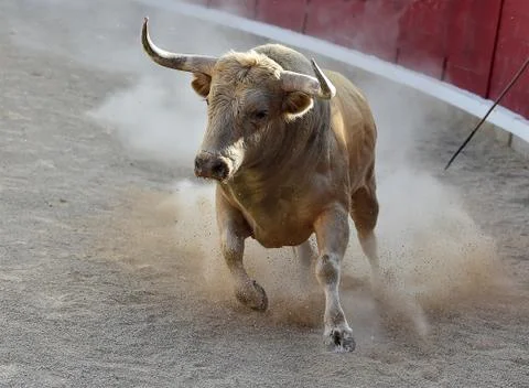 Bull in spain Stock Photos