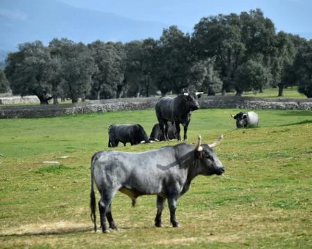 Bull on spain Stock Photos