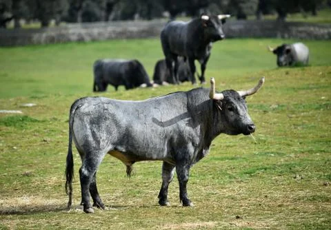 Bull on spain Stock Photos