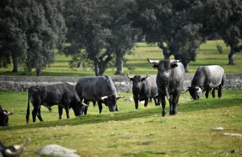 Bull in spain Stock Photos
