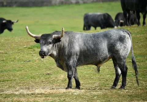 Bull in spain Stock Photos